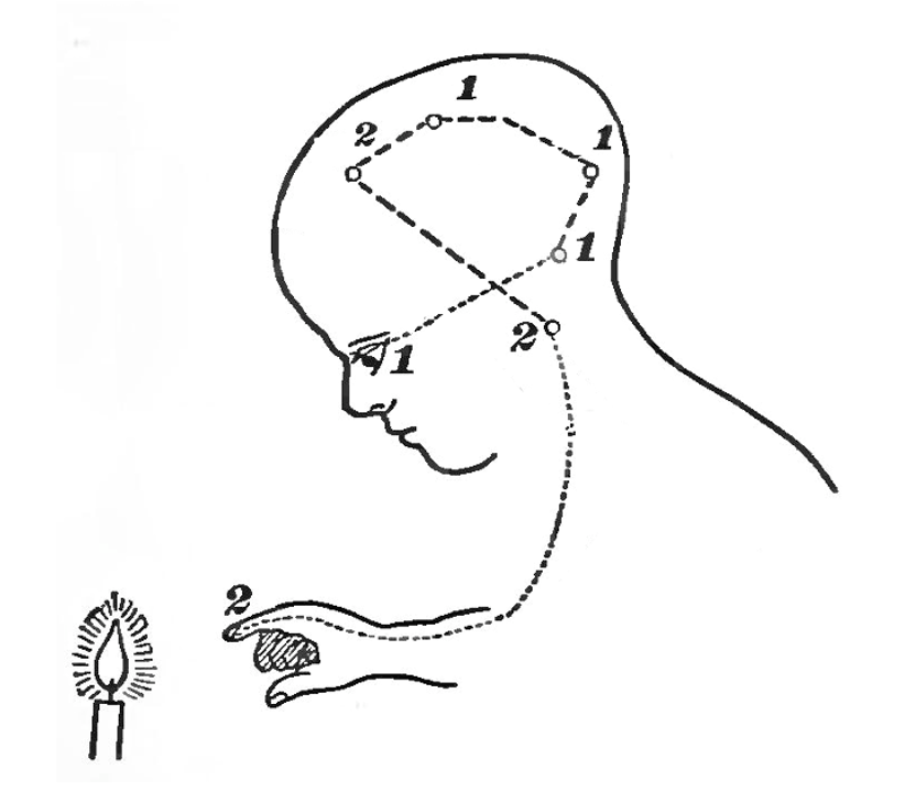 The sensory-motor loop that starts with sensing a physical stimulus, followed by the associated sensory-evoked neuronal excitation spreading across the brain from sensory to cognitive and motor areas, ending in motor areas activating muscles in our bodies, can be thought of as a very large and complex reflex loop.