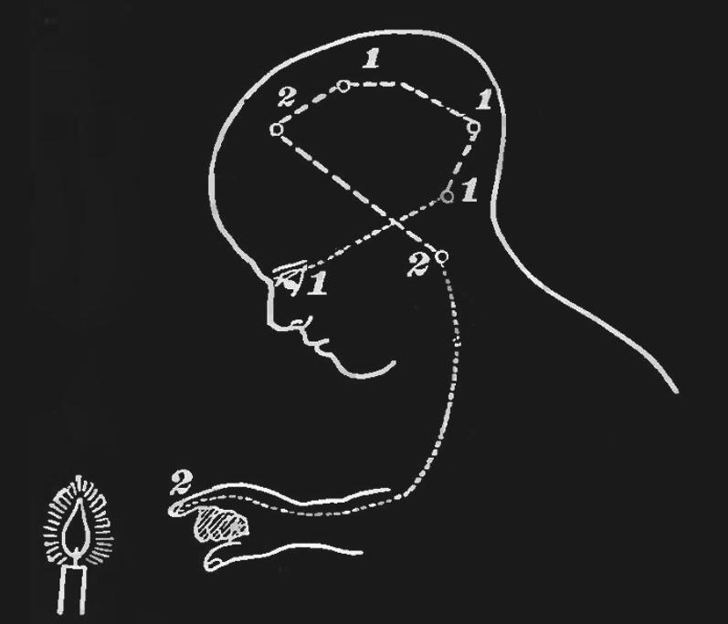 The sensory-motor loop that starts with sensing a physical stimulus, followed by the associated sensory-evoked neuronal excitation spreading across the brain from sensory to cognitive and motor areas, ending in motor areas activating muscles in our bodies, can be thought of as a very large and complex reflex loop.