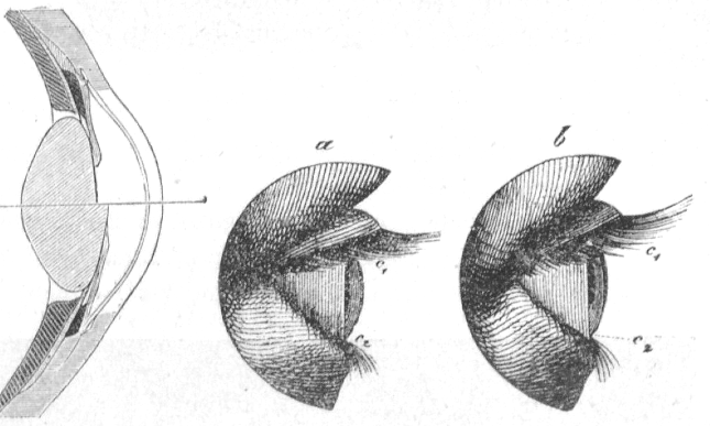 Illustration of the process of Accommodation: The lens of our eyes gets deformed when we focus on objects that are near or far from us, resulting in a change of diffraction that ensures that the light projection on the retina is in focus.