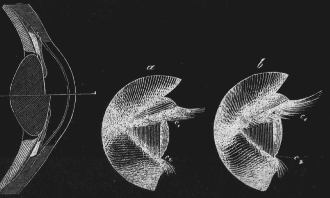 Illustration of the process of Accommodation: The lens of our eyes gets deformed when we focus on objects that are near or far from us, resulting in a change of diffraction that ensures that the light projection on the retina is in focus.