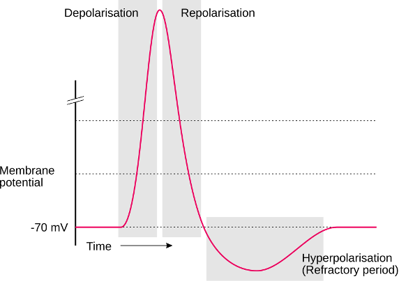 Diagram of an action potential. Action potentials are brief (~1ms) all-or-none impulses. That means they either occur or do not occur. And if they occur, they always more or less take on the same shape (they “look the same” on an oscilloscope). However, they are not just brief blips. Instead of a singular, brief, vertical line, they take on a somewhat more complex curved shape that contains several distinct periods of time. These main periods are: depolarisation: The brief period where the neuron changes in the polarity of its charge (i.e., neurons go from being negatively charged at rest to briefly having positive charge). repolarization: Following this brief rise in positive charge, the neuron returns to its usual negative charge (the resting potential). Interestingly, however, there is a brief period where this process “overshoots” and the neuron goes (even) more negative in charge than during rest. This period, where the neuron goes too negative and then returns to the resting potential is called hyperpolarization. Another term used for the time period of hyperpolarization is the refractory period, which indicates that the neuron cannot get excited again during this time. Only once the refractory period is over, can a neuron start another action potential (i.e., fire another spike).