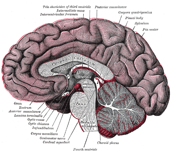 Mid-line section of a human brain.
