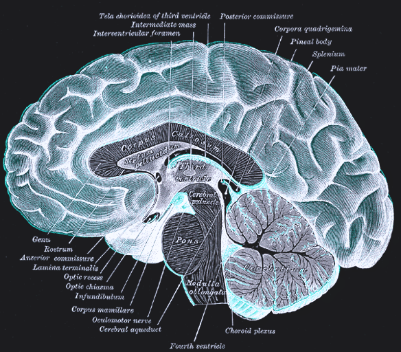 Mid-line section of a human brain.