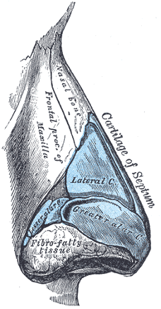 Cartilage of the nose.