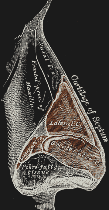 Cartilage of the nose.