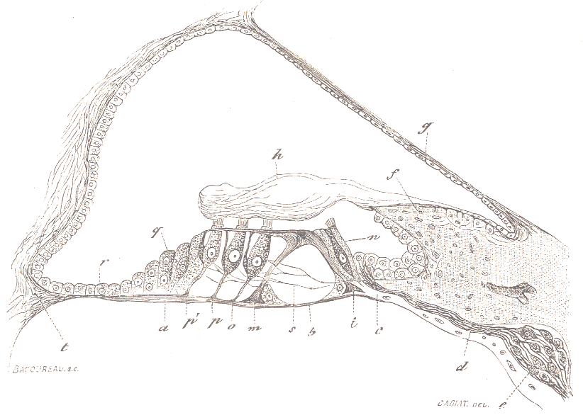 Cross-section of the Organ of Corti.
