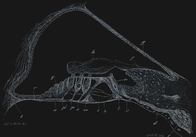 Cross-section of the Organ of Corti.