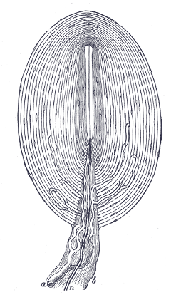 Cross-section of an encapsulated skin receptor.