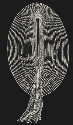 Cross-section of an encapsulated skin receptor.