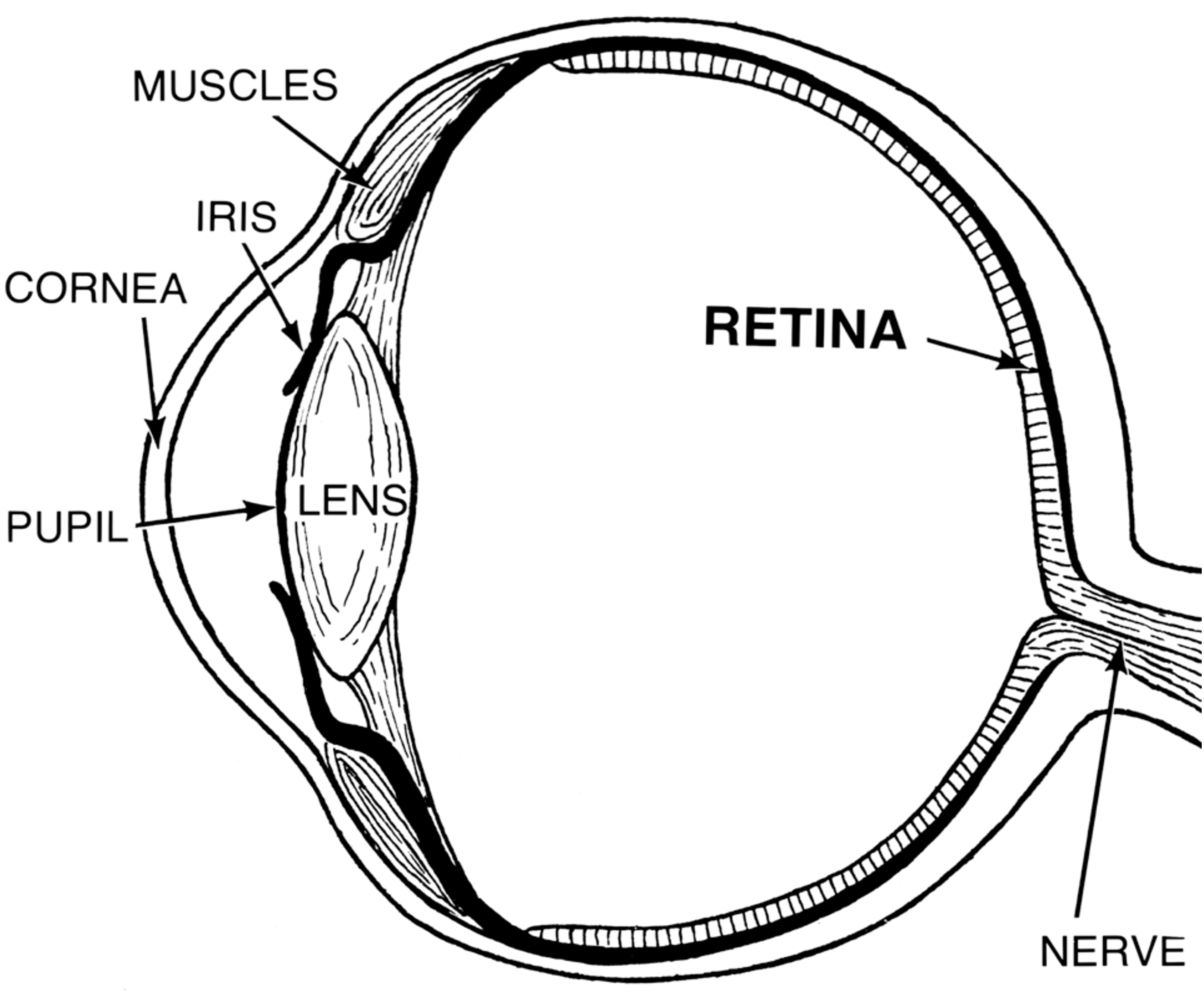 Anatomy of the eye.