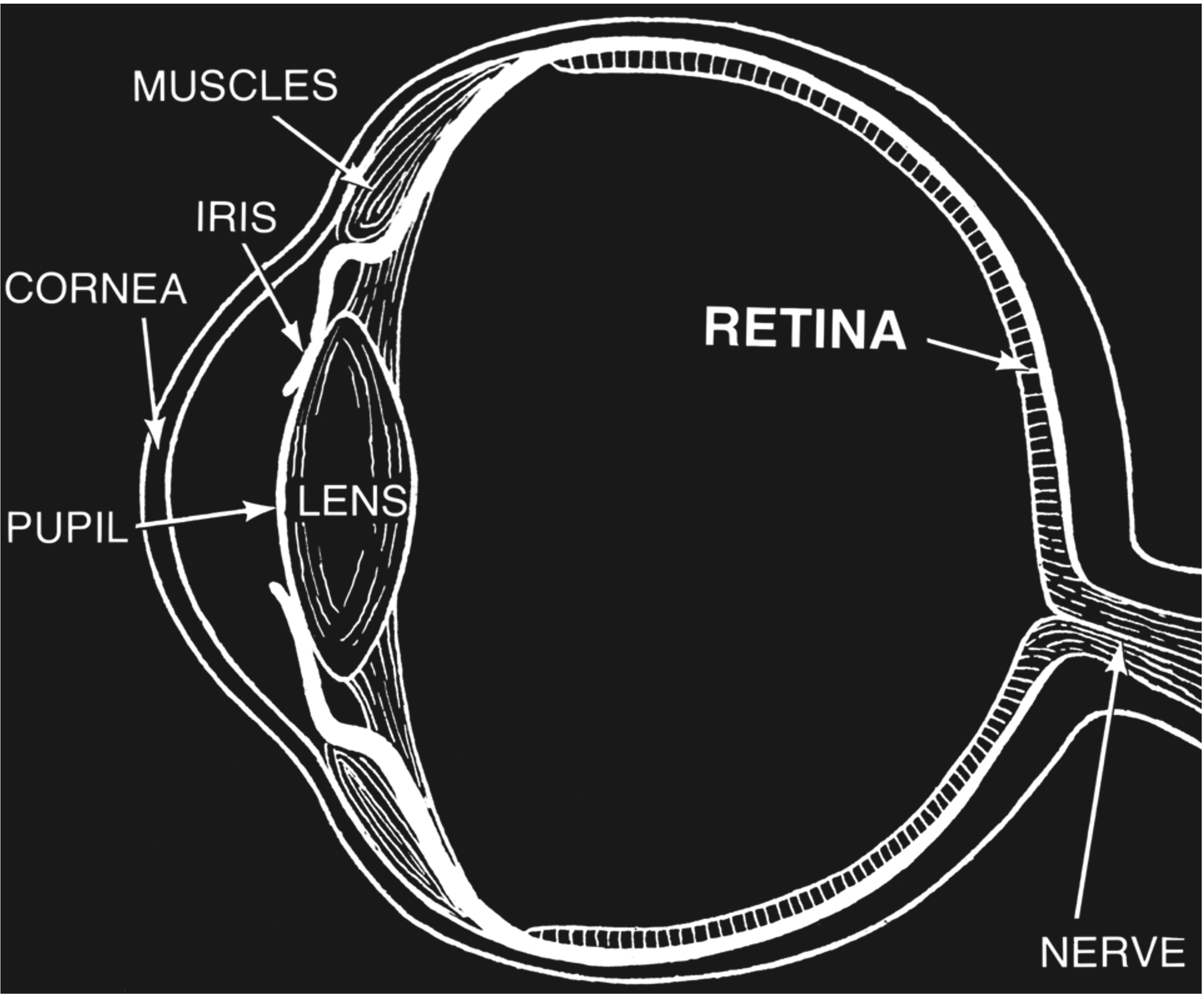 Anatomy of the eye.