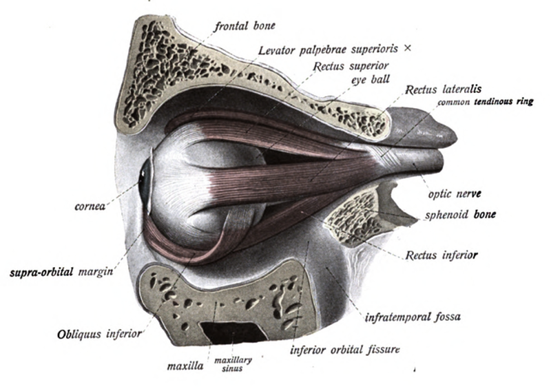 Extraocular muscles.