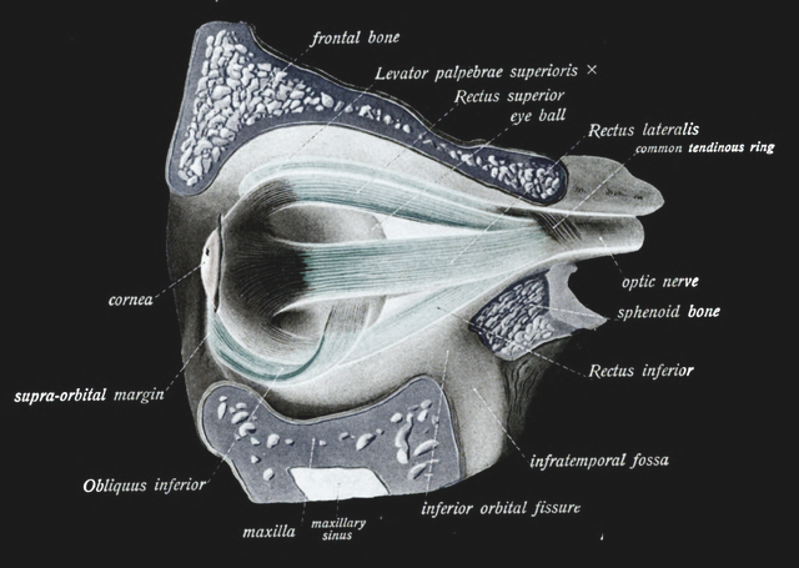 Extraocular muscles.