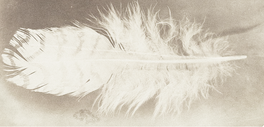 How many feathers can a blindfolded person tell apart if they are slowly added to a plate they hold in their hand?