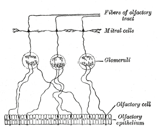 Neuronal circuitry of olfactory sensory neurons (OSN). OSN’s that respond to (are tuned for) the same olfactants (chemicals), converge (meet) at the same glomerulus (plural: glomeruli).