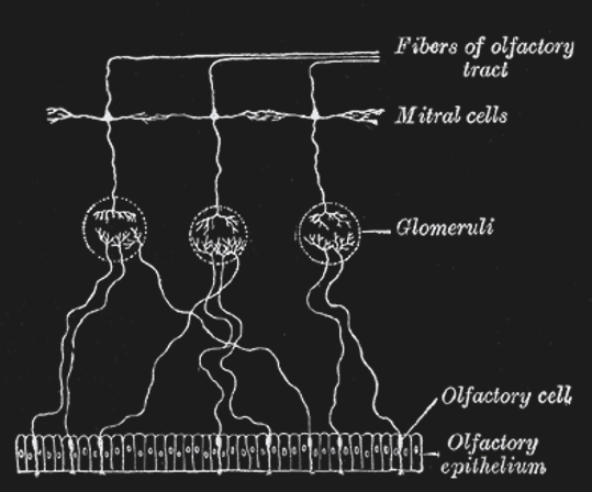 Neuronal circuitry of olfactory sensory neurons (OSN). OSN’s that respond to (are tuned for) the same olfactants (chemicals), converge (meet) at the same glomerulus (plural: glomeruli).