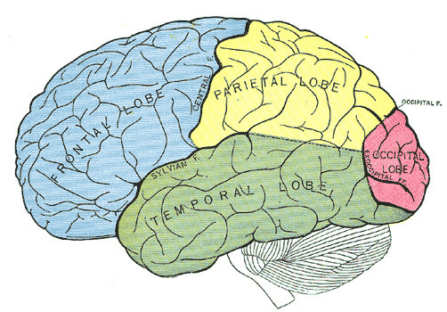 The four main lobes of the human cerebral cortex.