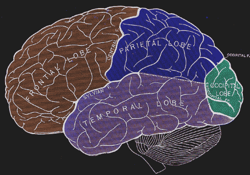 The four main lobes of the cerebral cortex.