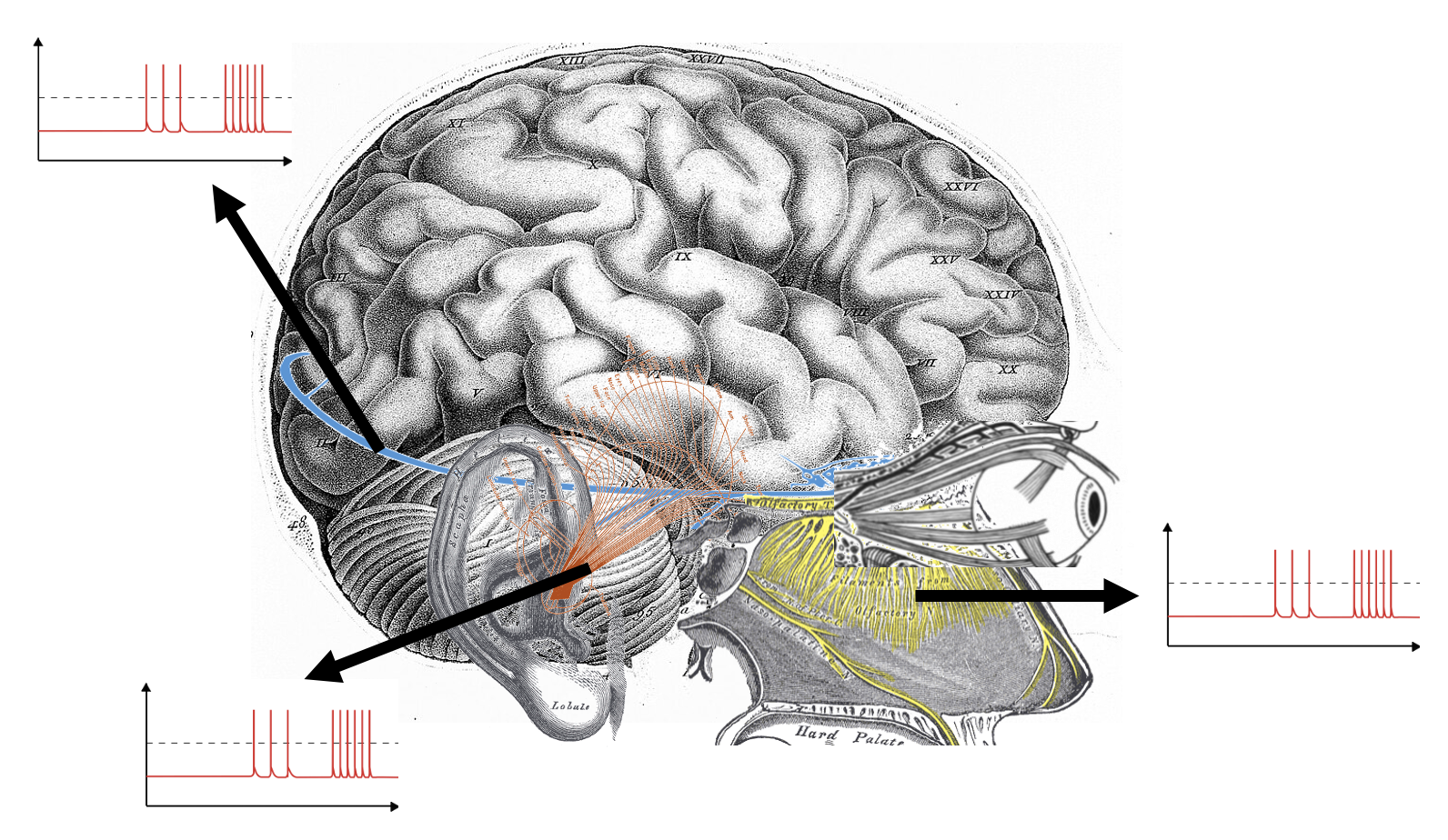 Mueller's Law of Nerve Energies