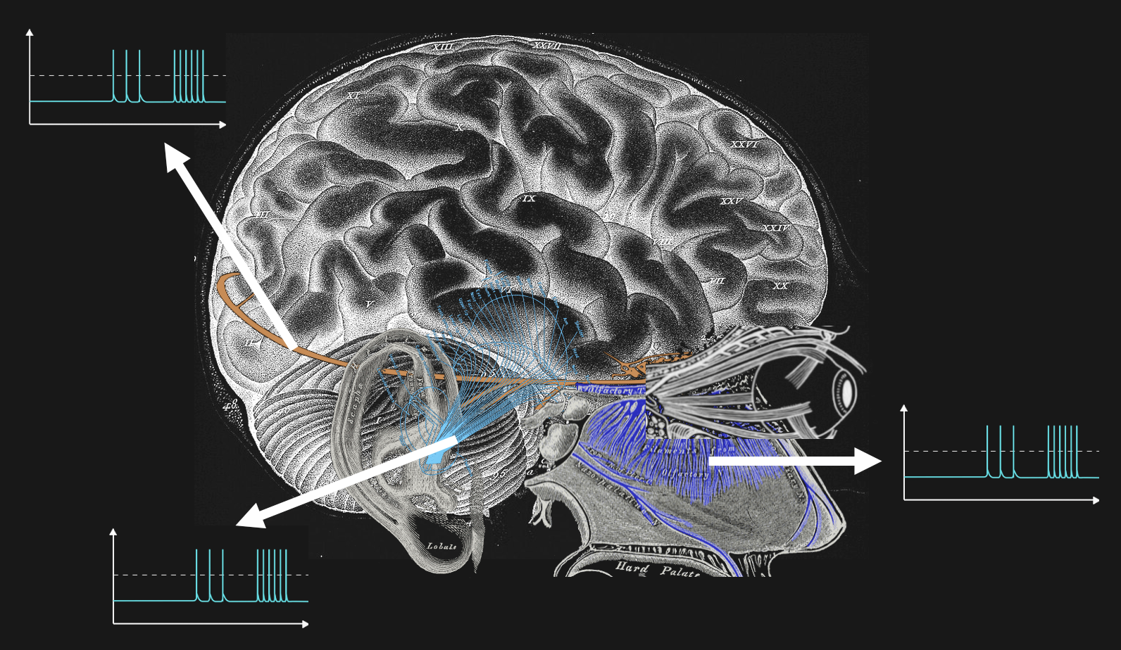 Mueller's Law of Nerve Energies