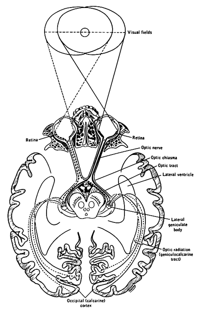 The visual nerve links the eyes to the rest of the brain.