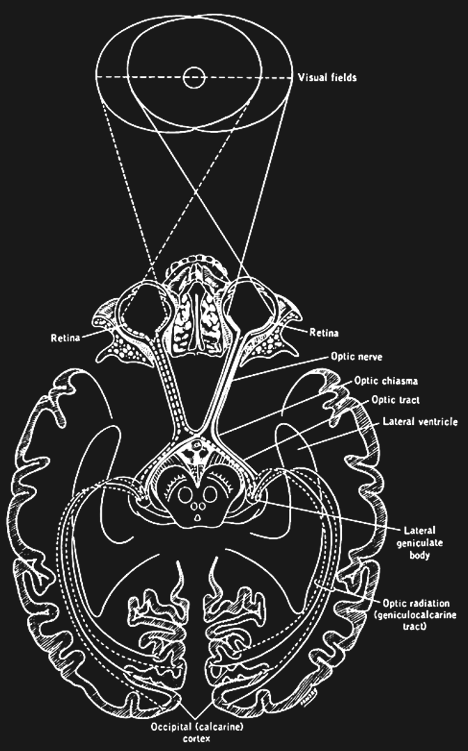 The visual nerve links the eyes to the rest of the brain.