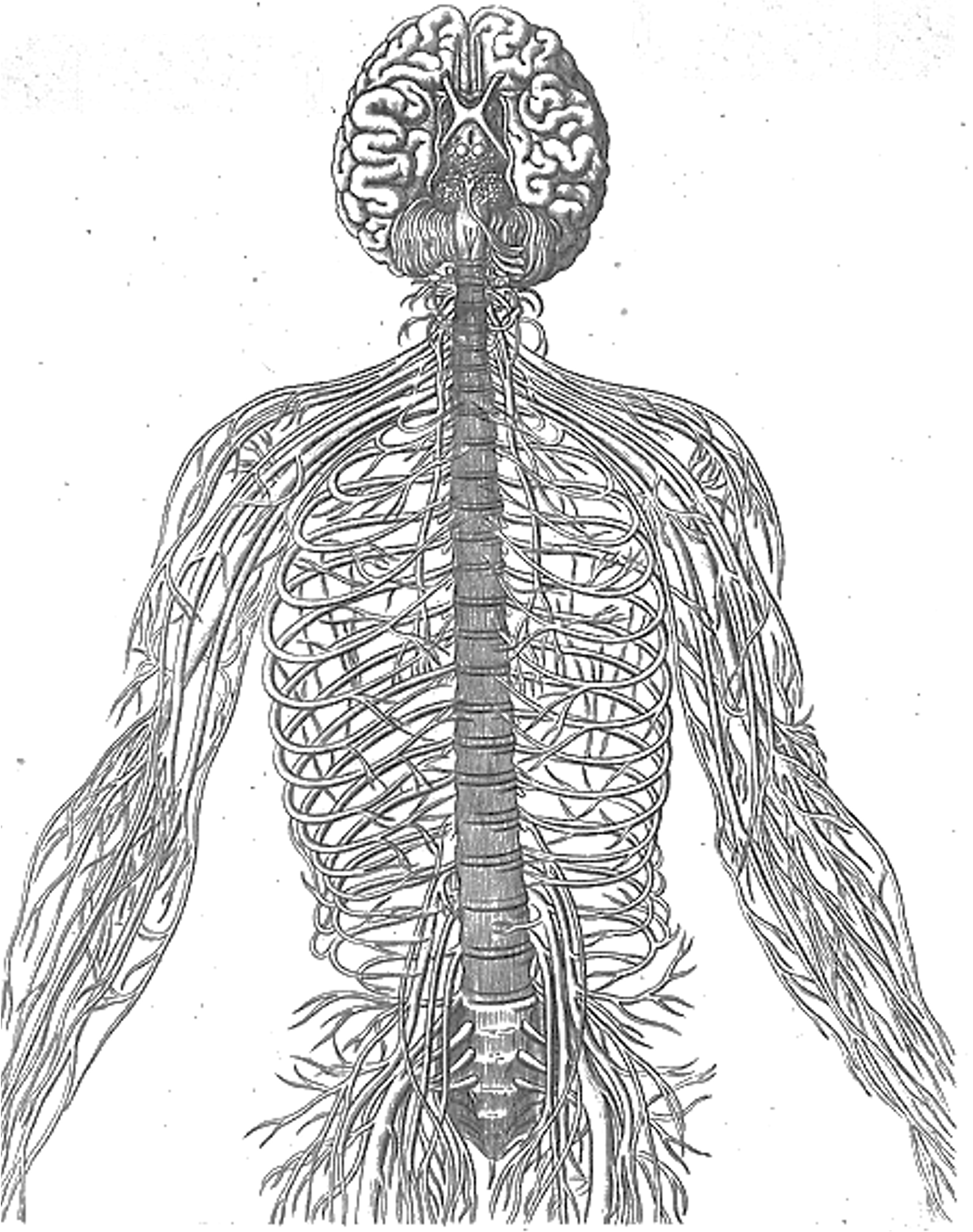 Nervous System