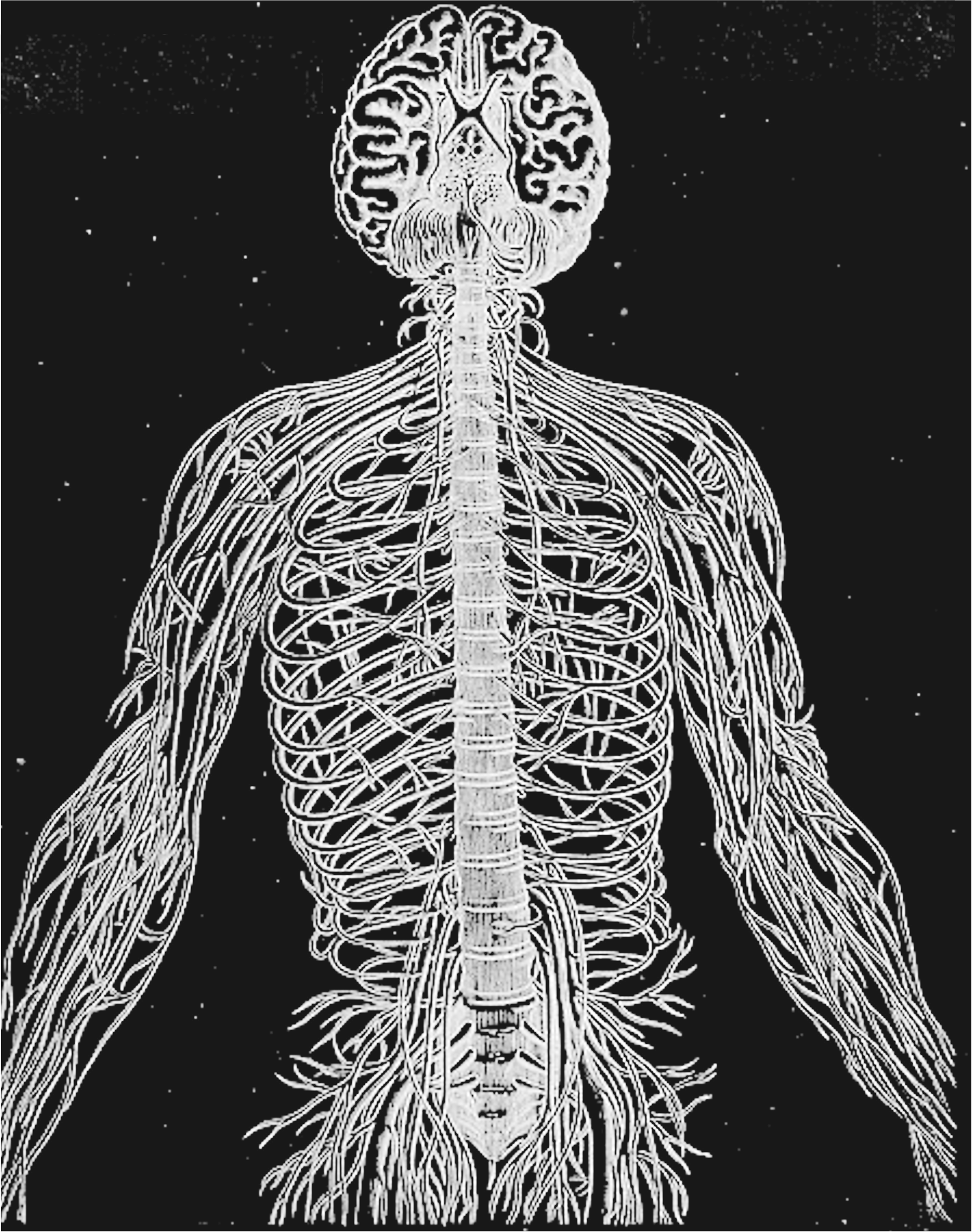Nervous System