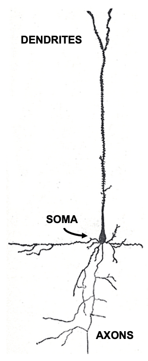 Sketch of a single brain cell (neuron). Neurons are generally divided into three sections: Dendrites are extensions where most (but not all) inputs of other neurons are received via synapses. Dendrites extend to the main cell body, or soma, where the main output of neurons (action potentials) originate. Action potentials travel down extensions called axons, which can extend across many centimeters or more. At the end point of axons, neurons tend to form synapses that innervate other neurons.