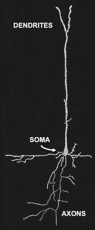 Sketch of a single brain cell (neuron). Neurons are generally divided into three sections: Dendrites are extensions where most (but not all) inputs of other neurons are received via synapses. Dendrites extend to the main cell body, or soma, where the main output of neurons (action potentials) originate. Action potentials travel down extensions called axons, which can extend across many centimeters or more. At the end point of axons, neurons tend to form synapses that innervate other neurons.