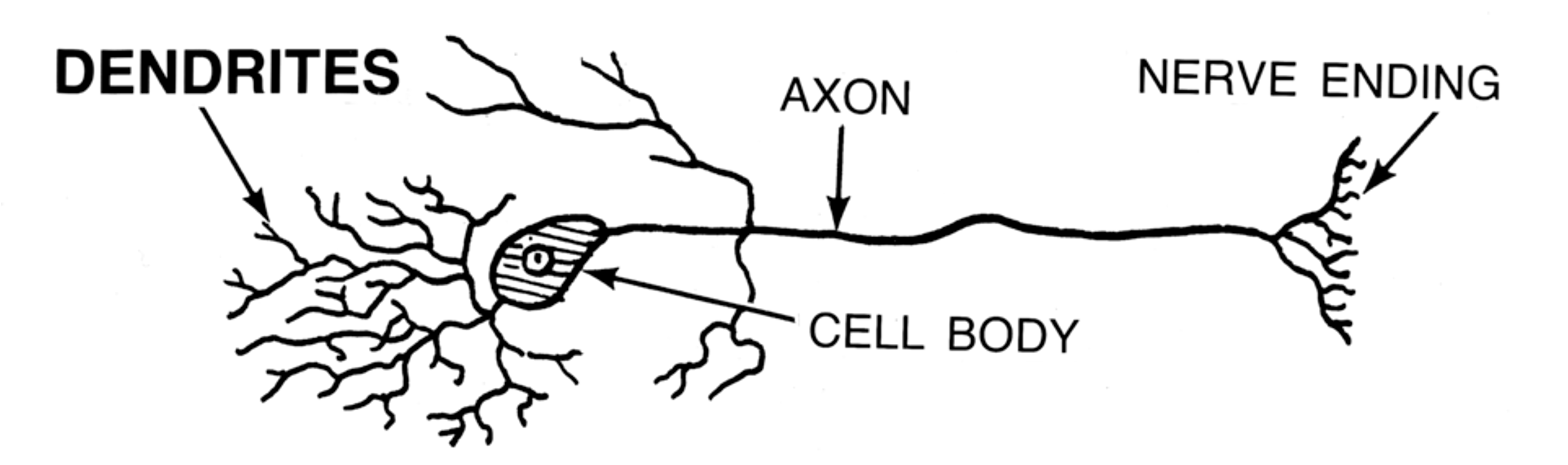 The main parts of a neuron.