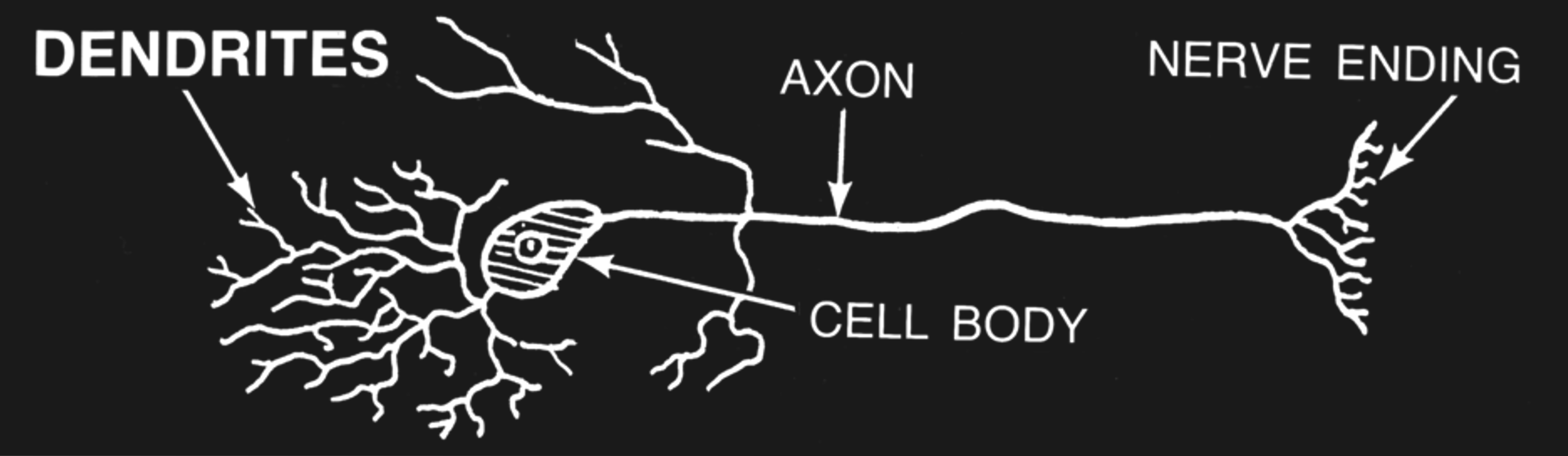 The main parts of a neuron.