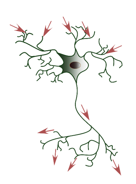 The flow of electric signals across neurons is from synapses at the dendrites (where most signals from other neurons arrive) to the soma (cell body) to axons until they terminate in synapses that connect to other neurons.