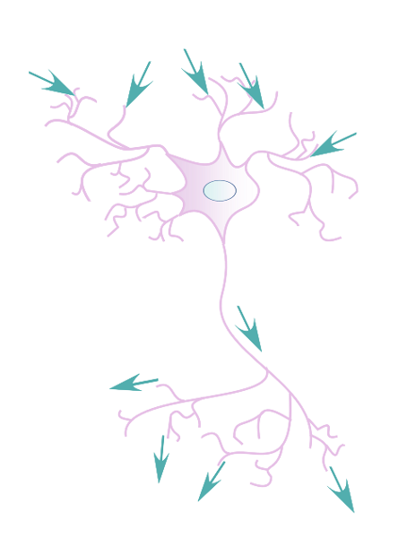 The flow of electric signals across neurons is from synapses at the dendrites (where most signals from other neurons arrive) to the soma (cell body) to axons until they terminate in synapses that connect to other neurons.