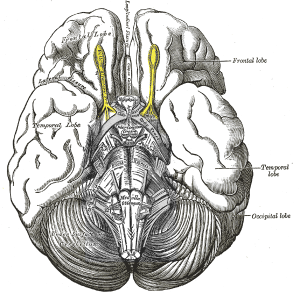 the olfactory bulbs and the olfactory tract.