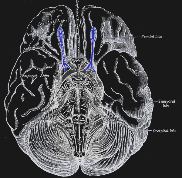 the olfactory bulb.
