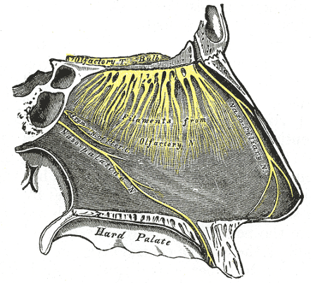 The sensory area of the nose is called the “olfactory epithelium” (yellow).