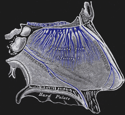 The sensory area of the nose is called the “olfactory epithelium” (blue).