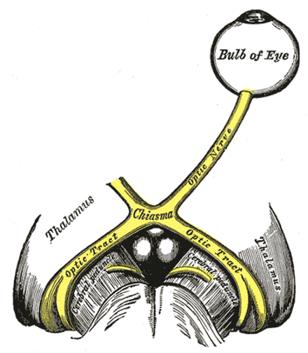 The optic nerves of both eyes meet at an x-formed structure called the optic chiasm.
