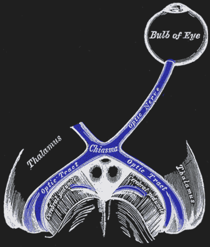 The optic nerves of both eyes meet at an x-formed structure called the optic chiasm.