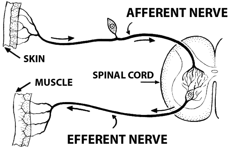 A reflex loop.