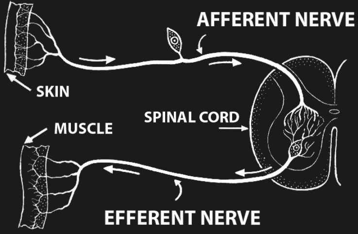 A reflex loop.