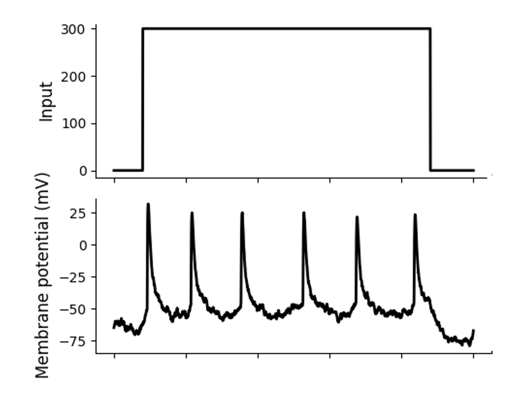 A sequence of spikes in response to constant stimulation (a “spike train”).