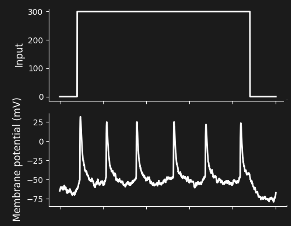 A sequence of spikes in response to constant stimulation (a “spike train”).