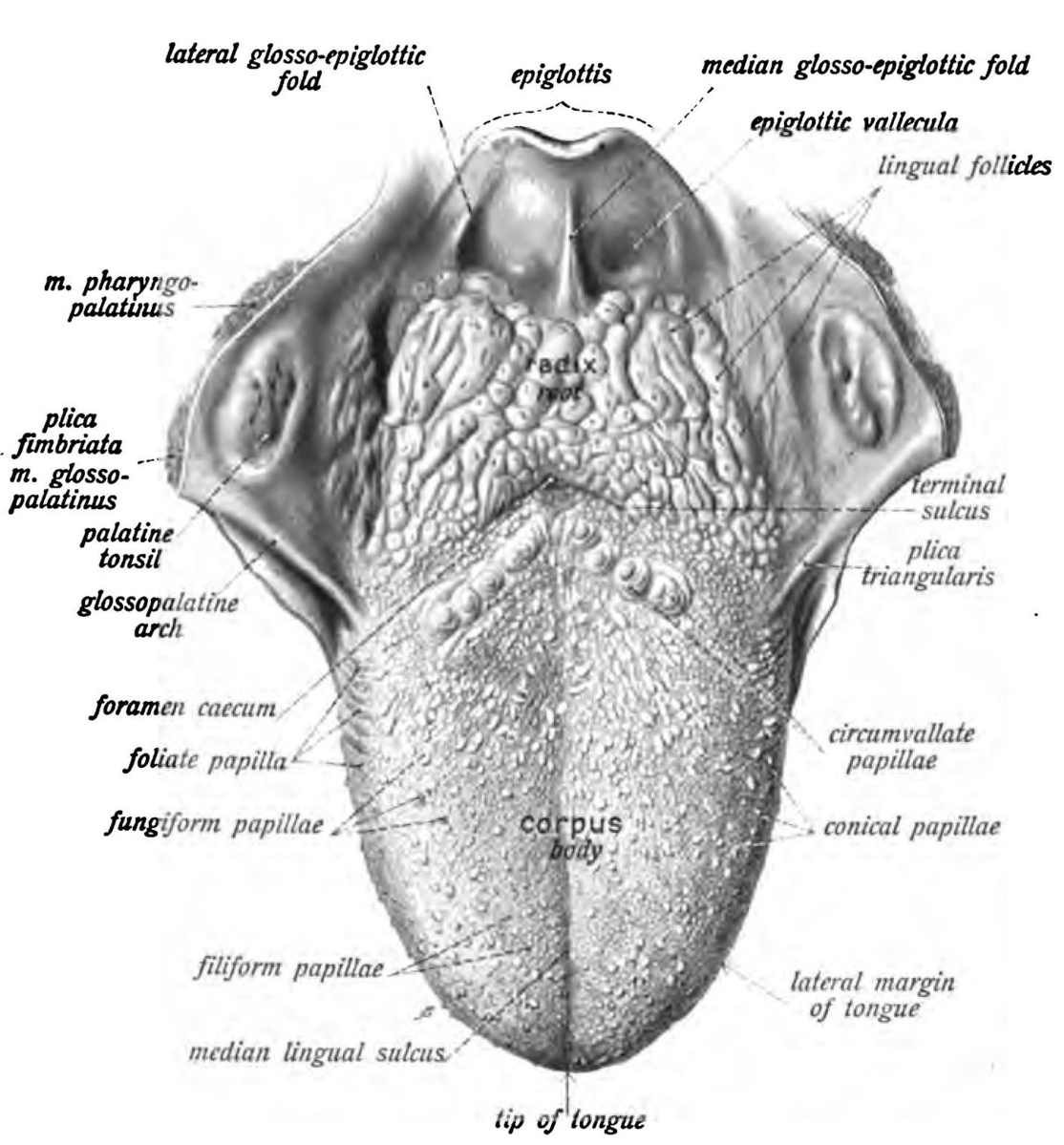 Anatomy of the tongue.