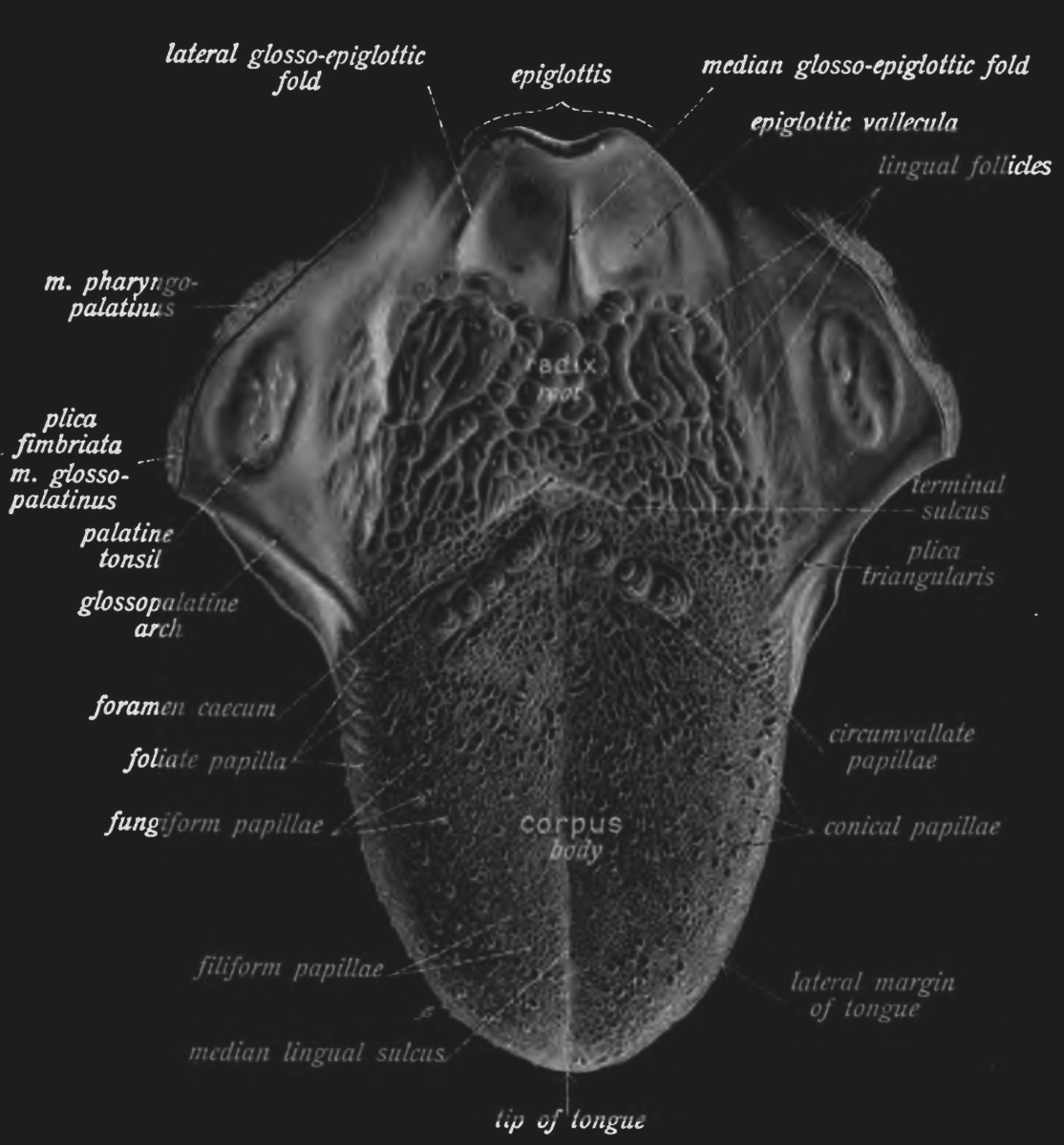 Anatomy of the tongue.