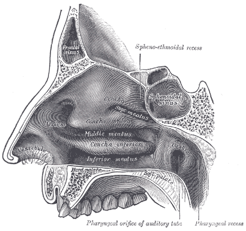 Turbinates of the nose.