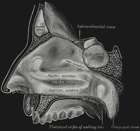 Turbinates of the nose.