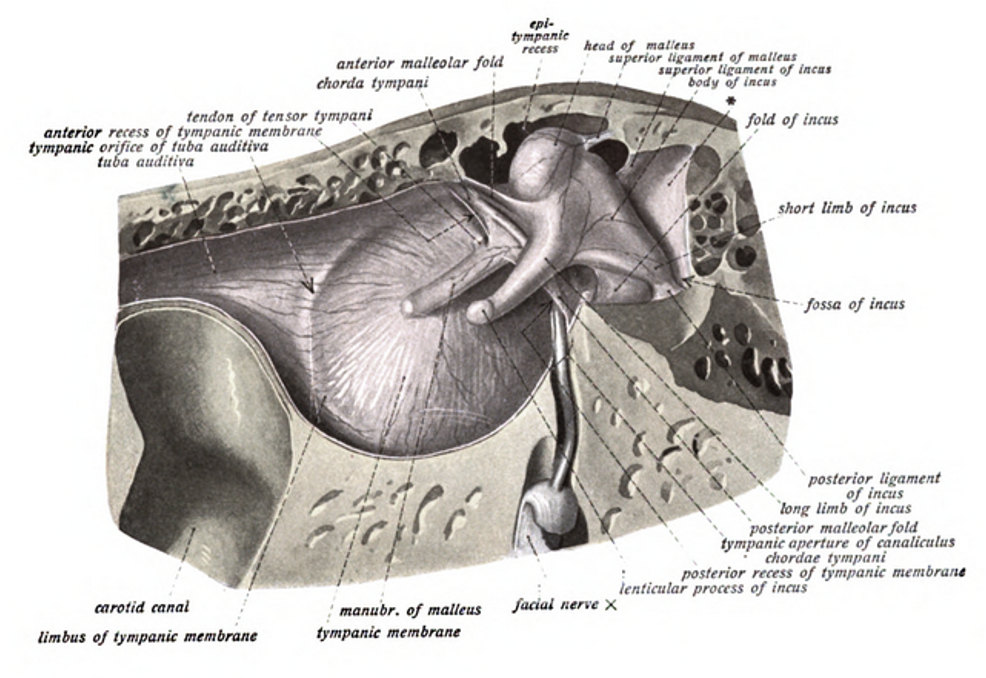 View of the tympanic membrane and the rest of the middle ear.