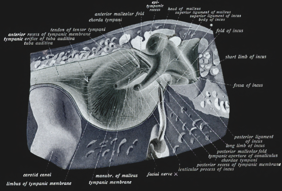 View of the tympanic membrane and the rest of the middle ear.